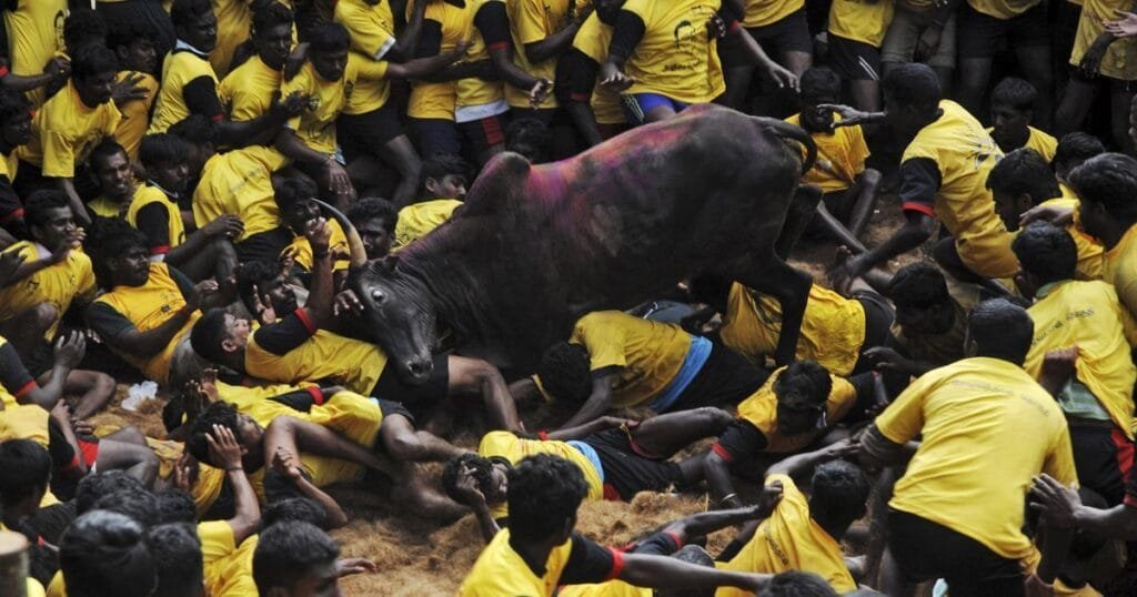 Jallikattu held amidst Corona