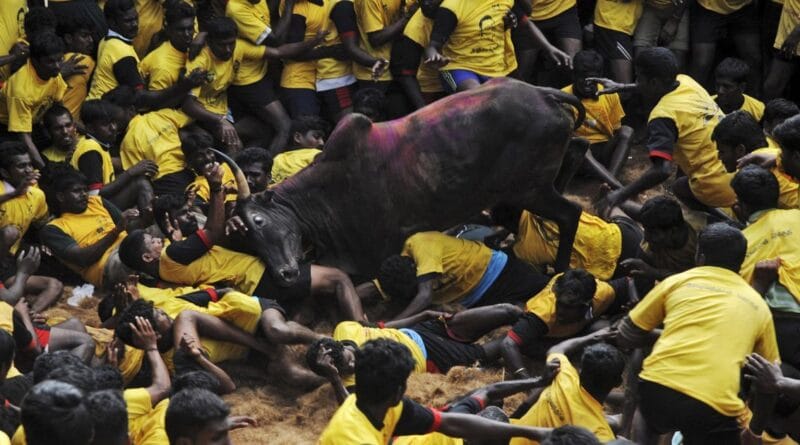 Jallikattu held amidst Corona
