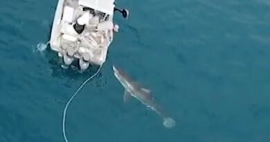 A Great White Shark attacked