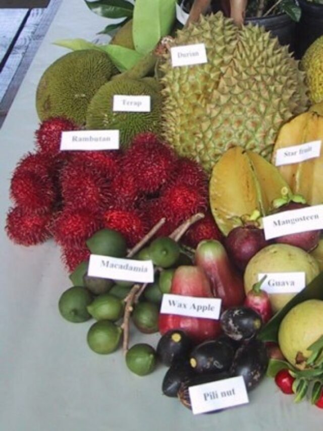TEN RAREST FRUITS IN THE WORLD:  Rare fruits you should know