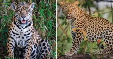 Are you also confused to differentiate between jaguar and leopard