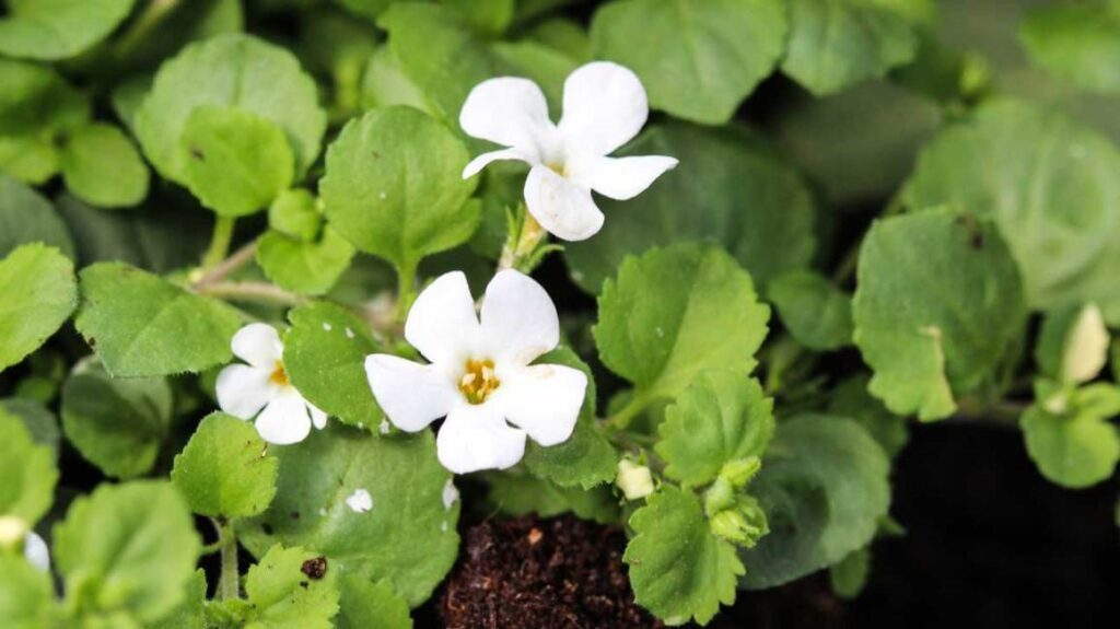 Brahmi Health Benefits: