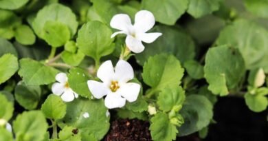 Brahmi Health Benefits: