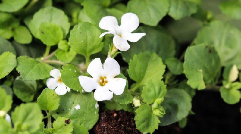 Brahmi Health Benefits: