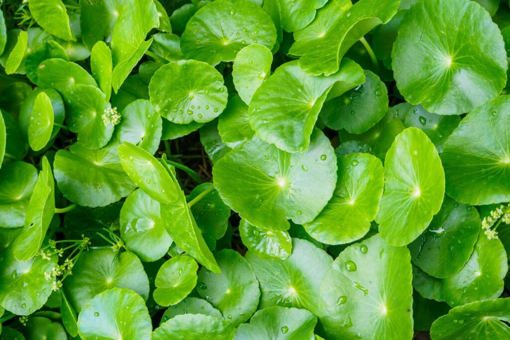 What is Gotu kola?