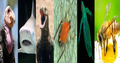 6 Fascinating Animals That Reproduce Without Intercourse