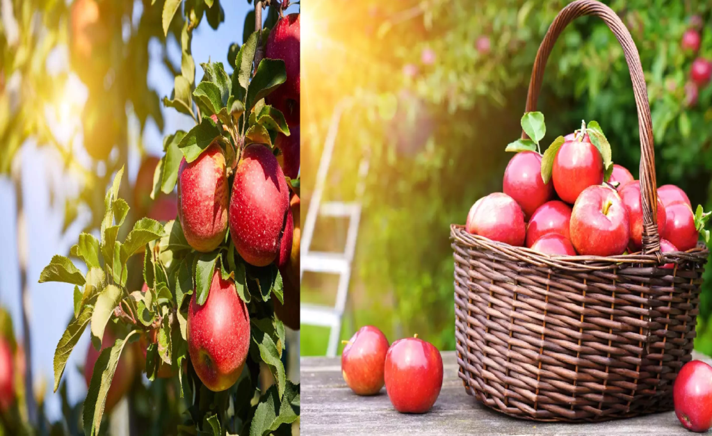 Daily Apple Consumption: Health Benefits and How It Keeps You Away from the Doctor