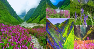Valley of Flowers Breaks Tourist Records: Over 500 Species of Blooms in Uttarakhand's World Heritage Site
