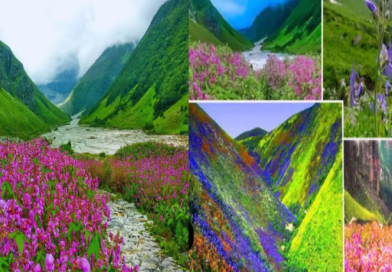 Valley of Flowers Breaks Tourist Records: Over 500 Species of Blooms in Uttarakhand's World Heritage Site
