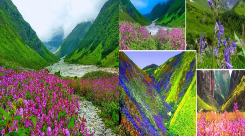 Valley of Flowers Breaks Tourist Records: Over 500 Species of Blooms in Uttarakhand's World Heritage Site