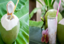 Benefits of coconut water in winter: Winter Health Benefits of Coconut Water; From Immunity to Weight Loss