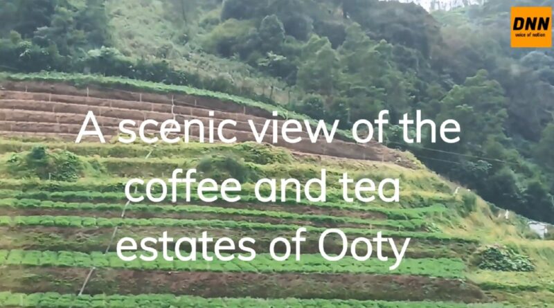 Exploring the Scenic Beauty of Ooty's Tea & Coffee Estates