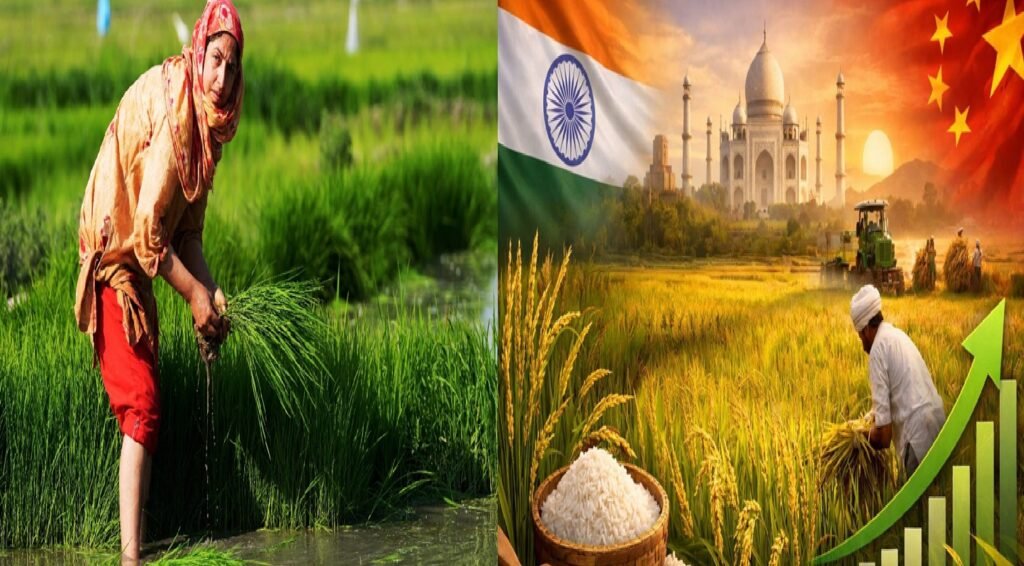 India Becomes World’s Largest Rice Producer, Overtakes China