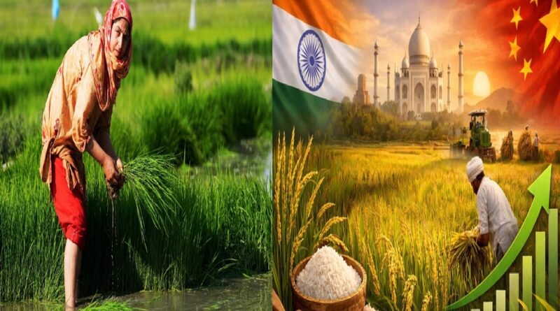 India Becomes World’s Largest Rice Producer, Overtakes China